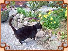 Unsere Hofkatze