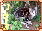 Junge Katze auf unserem Hof
